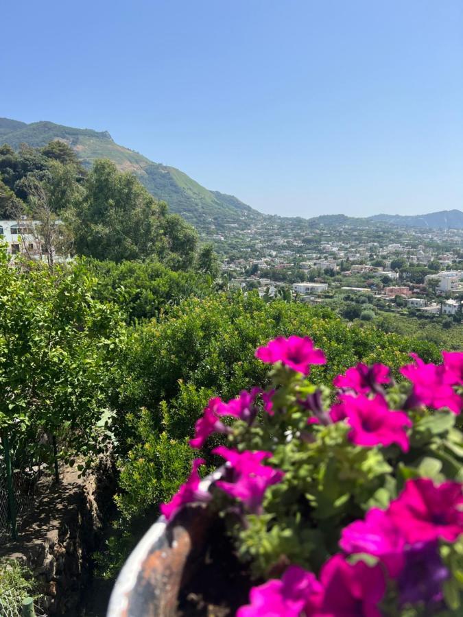 Blu Panorama Bed and Breakfast Forio di Ischia Exterior foto